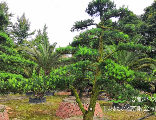 弯杆罗汉松怎么做造型？